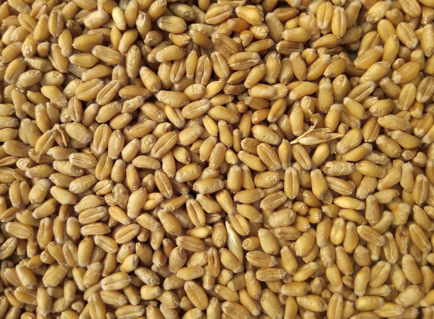 Grains de blé sélectionnés par Les Greniers du Saïss